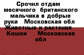 Срочнл отдам 2-месячного  британского мальчика в добрые руки - Московская обл. Животные и растения » Кошки   . Московская обл.